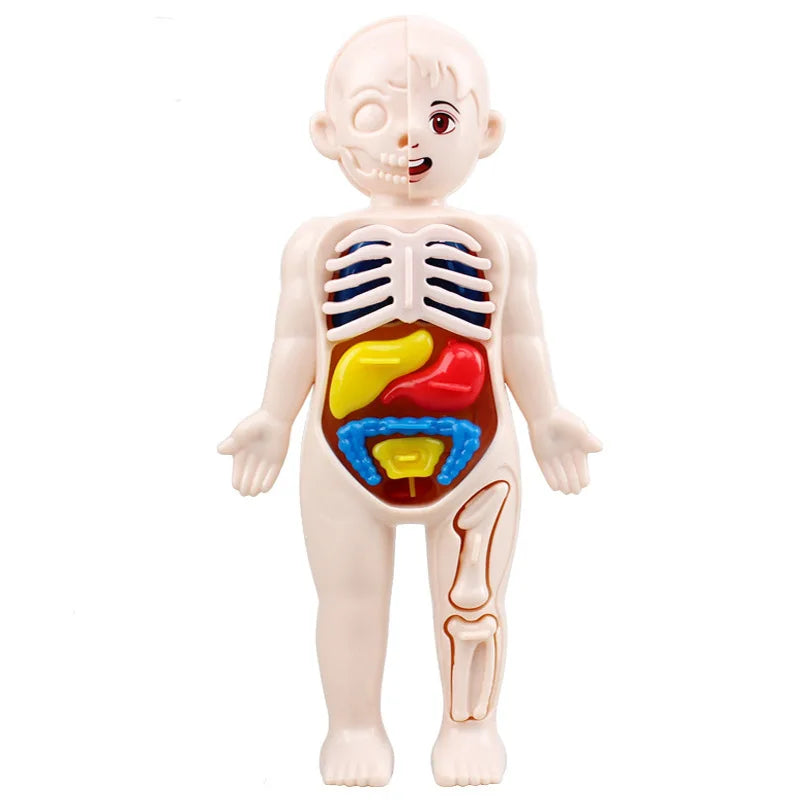 Montessori Human Body Kit