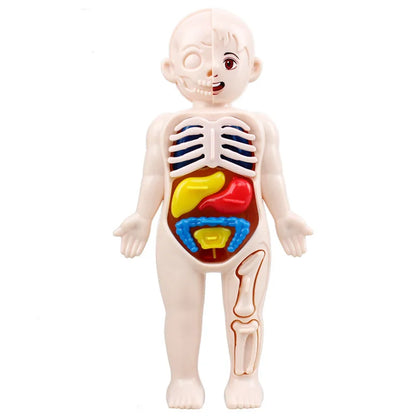 Montessori Human Body Kit