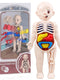 Montessori Human Body Kit