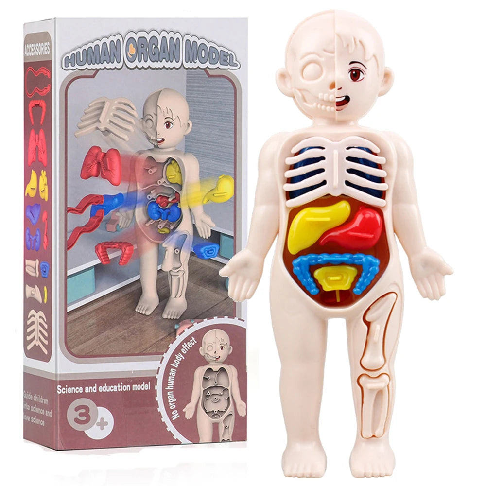 Montessori Human Body Kit