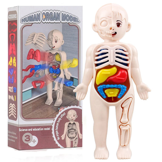 Montessori Human Body Kit