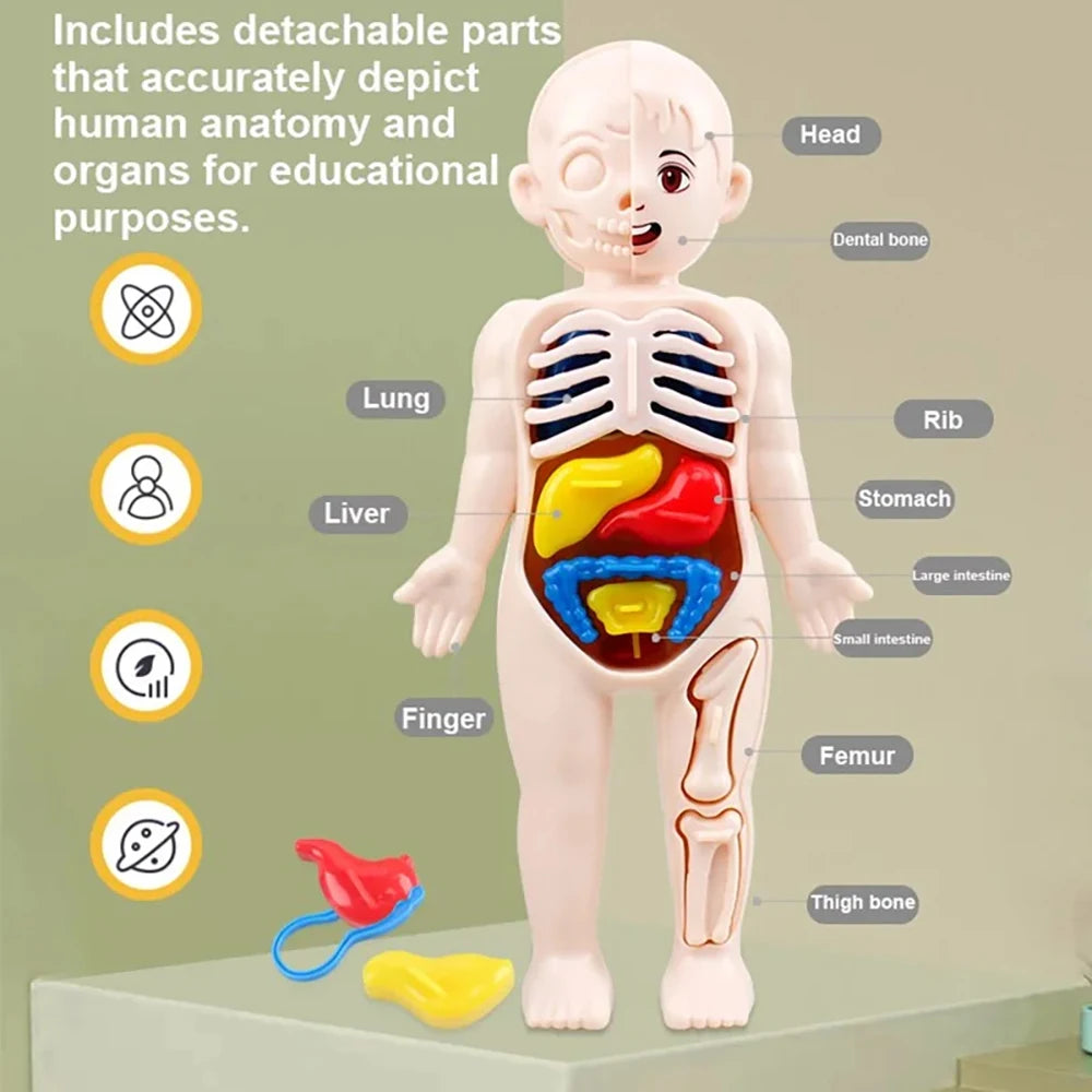 Montessori Human Body Kit