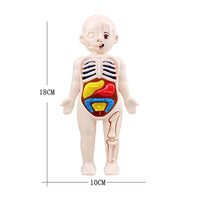 Montessori Human Body Kit